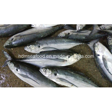 Whole Round Frozen Seafood Hardtail Scad Fish